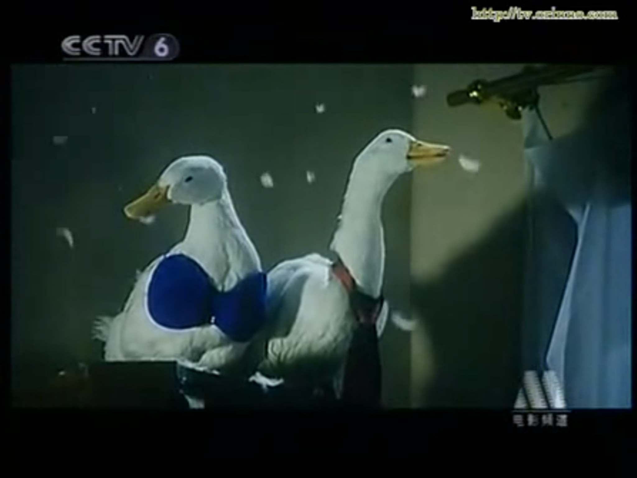 小娇妻剧照的剧照