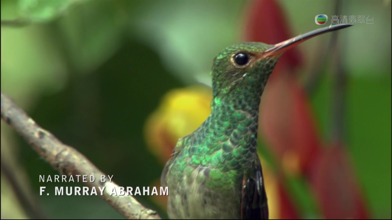 蜂鸟：空中舞者剧照的剧照