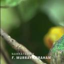 蜂鸟：空中舞者剧照