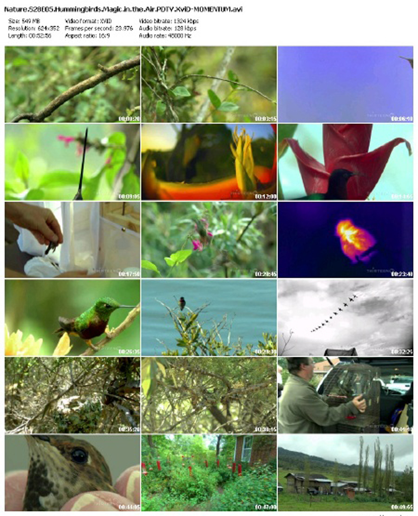 蜂鸟：空中舞者剧照的剧照