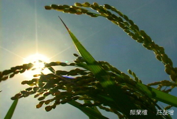 无米乐剧照的剧照