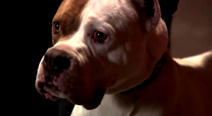 血与骨剧照的剧照