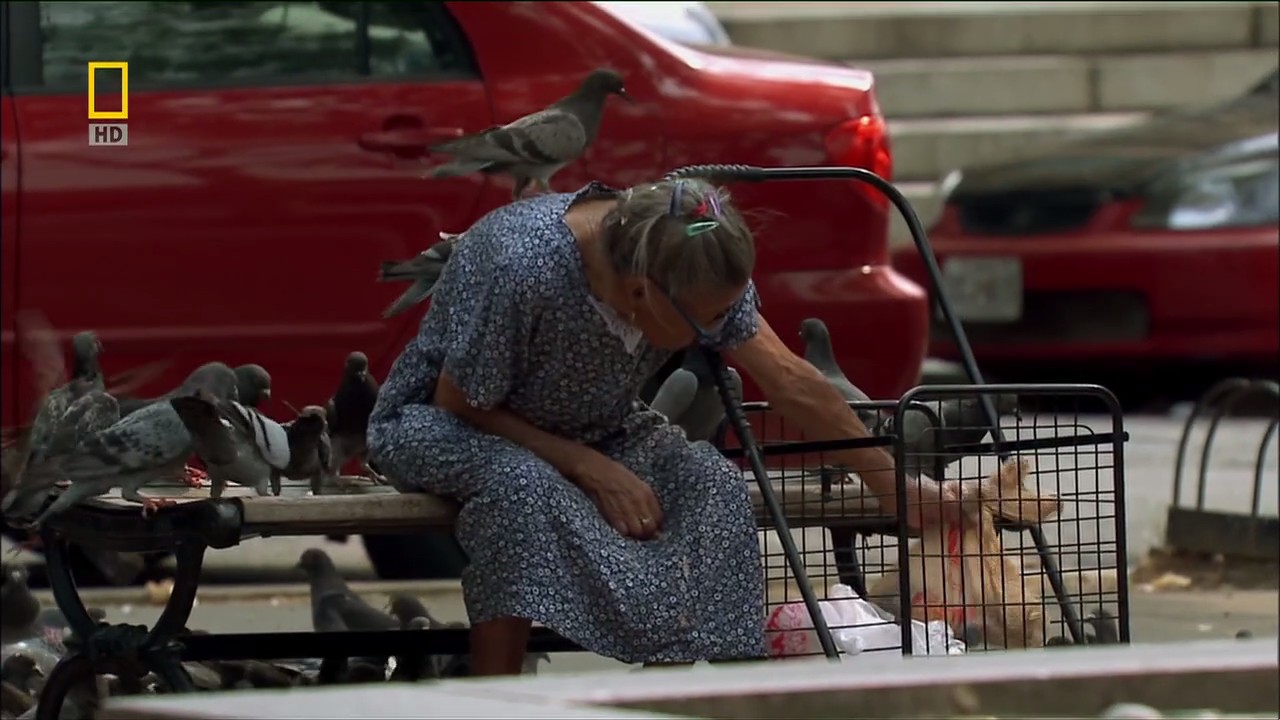 国家地理：动物天才之鸽子剧照的剧照