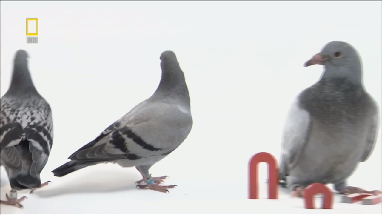 国家地理：动物天才之鸽子剧照的剧照