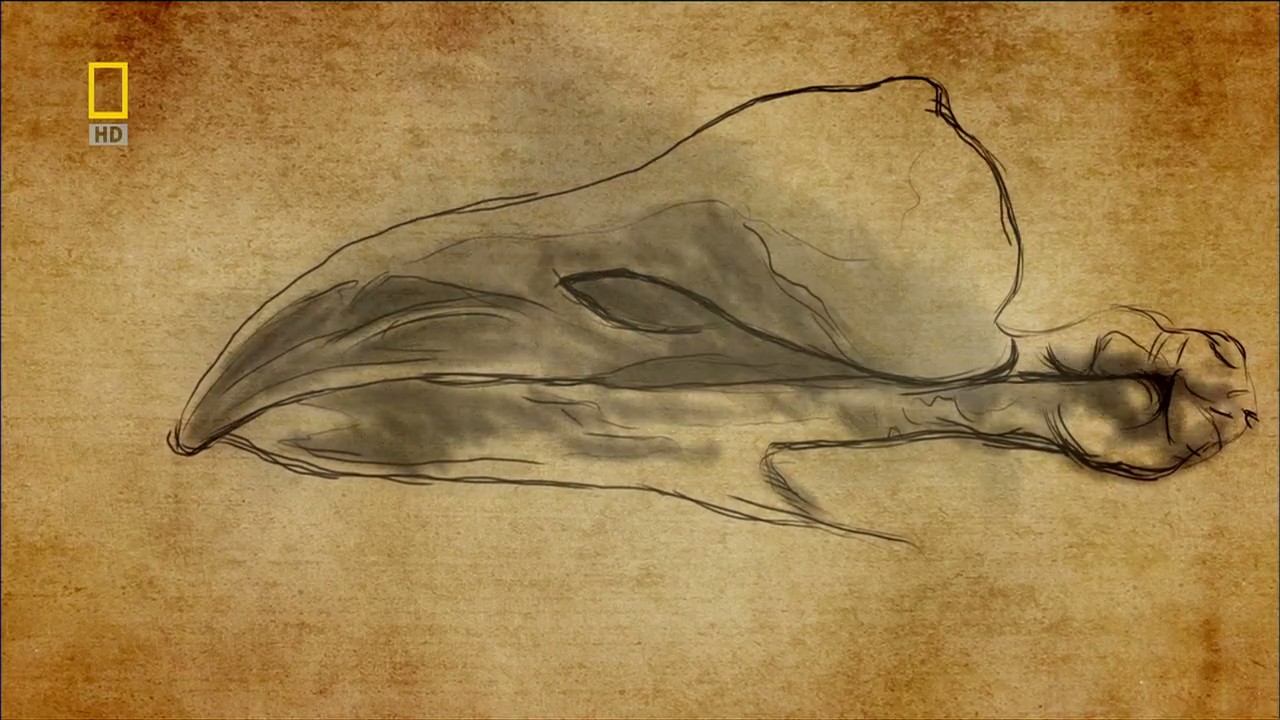 国家地理：动物天才之鸽子剧照的剧照