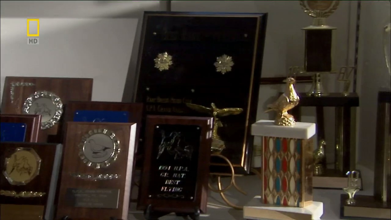 国家地理：动物天才之鸽子剧照的剧照