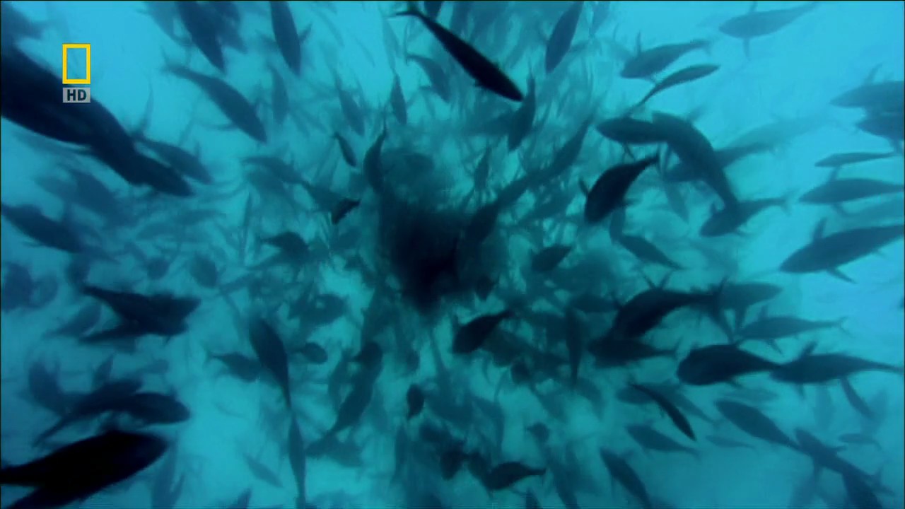 国家地理：动物天才之鸽子剧照的剧照