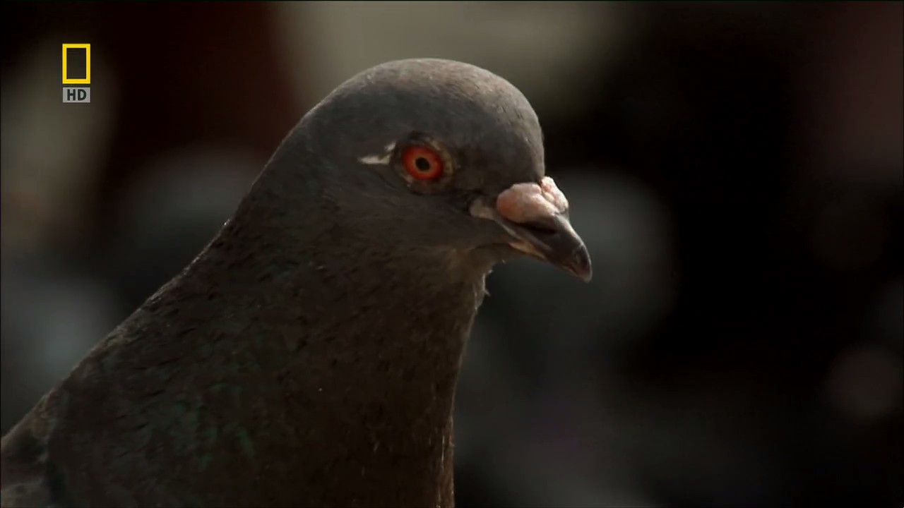 国家地理：动物天才之鸽子剧照的剧照