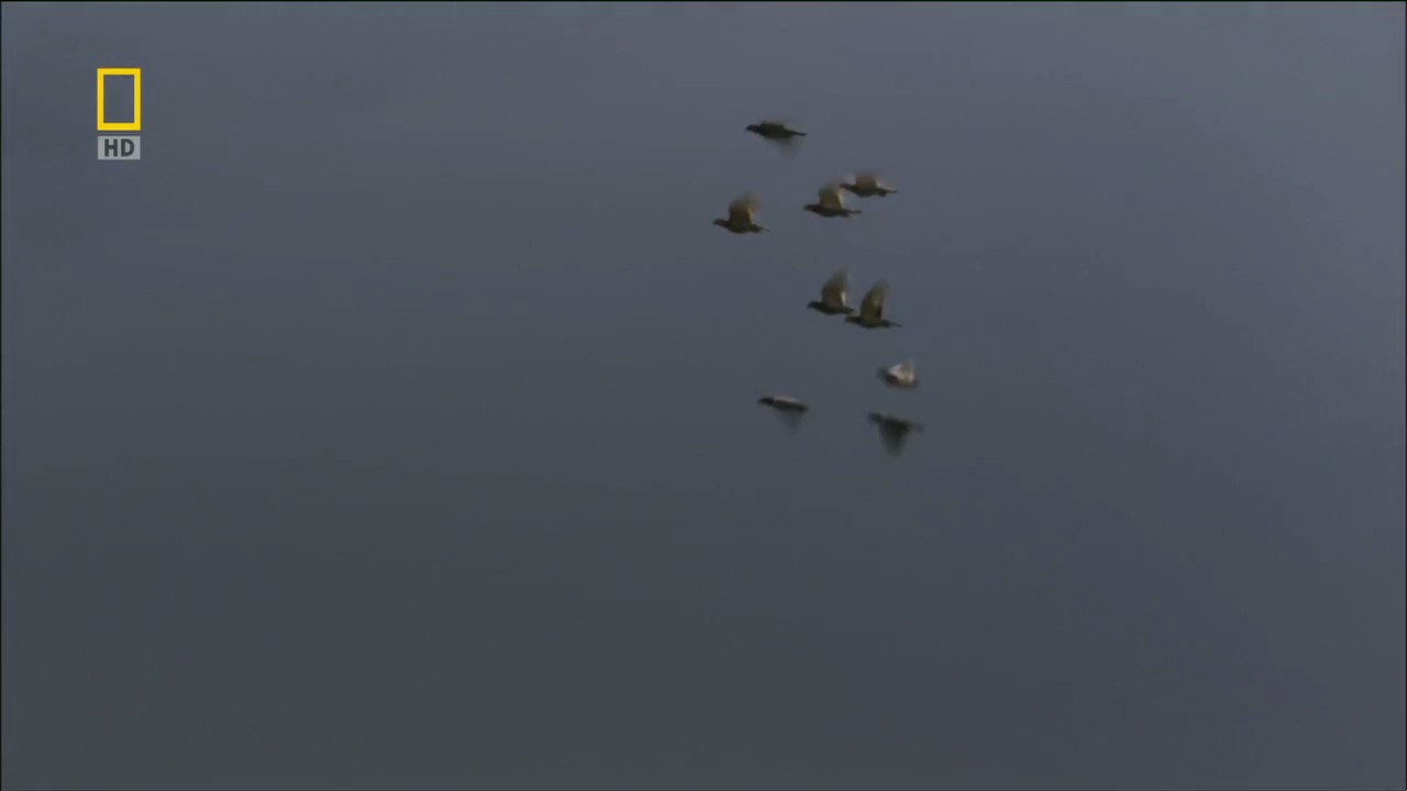 国家地理：动物天才之鸽子剧照的剧照