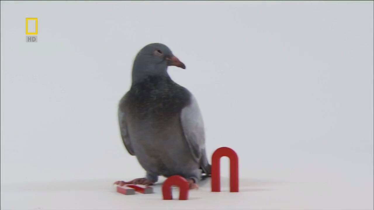 国家地理：动物天才之鸽子剧照的剧照