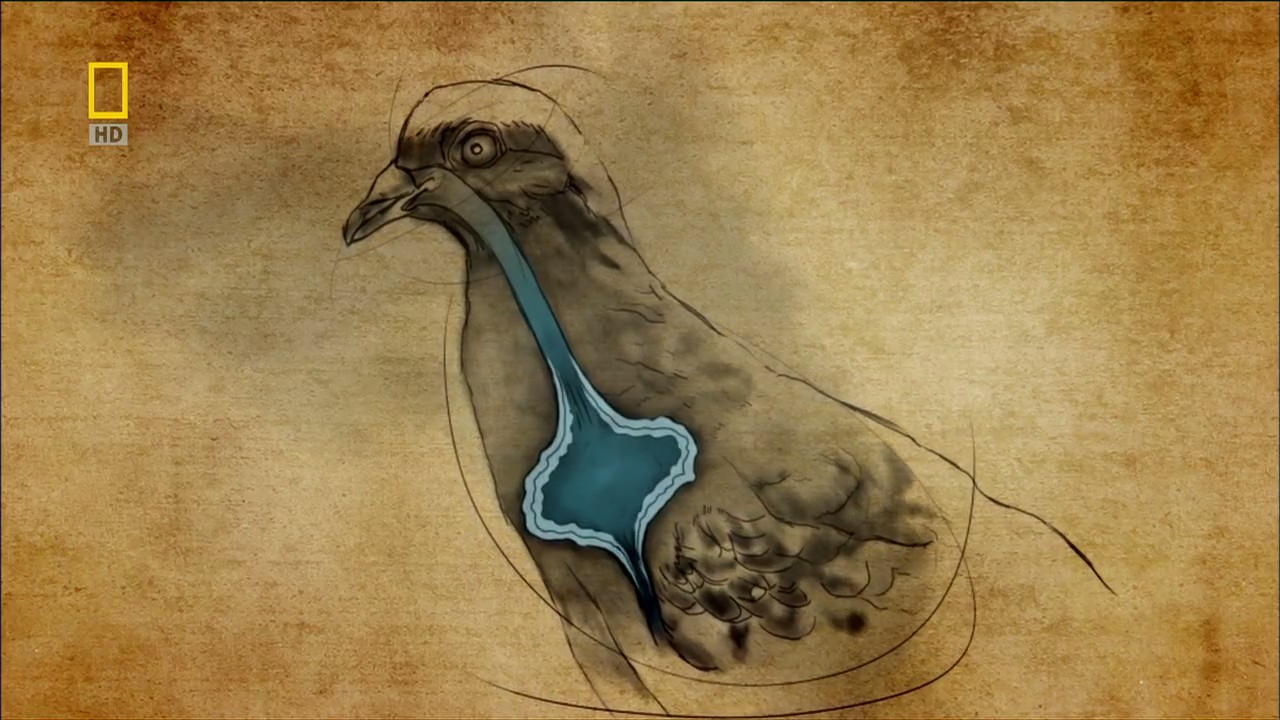 国家地理：动物天才之鸽子剧照的剧照