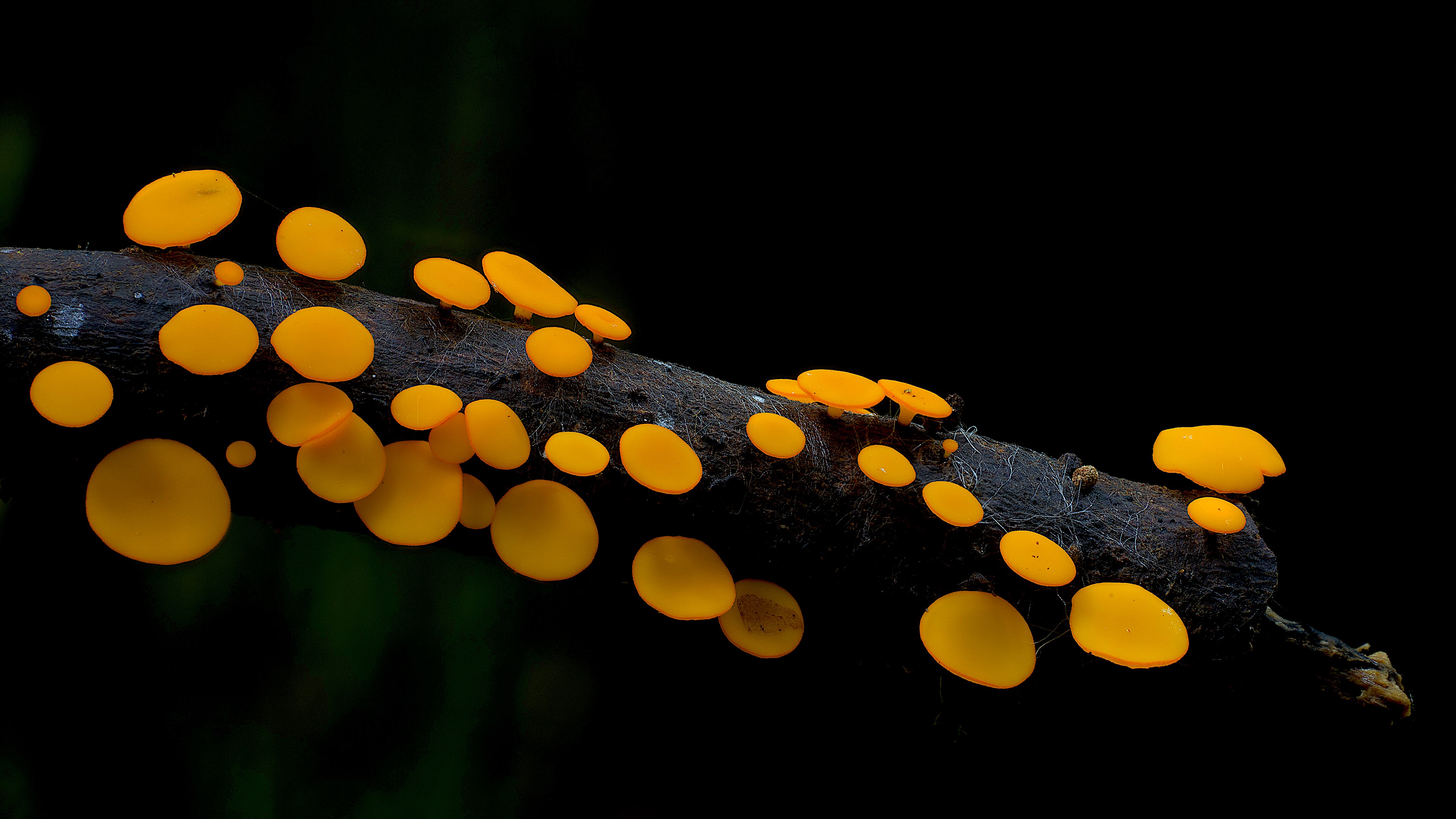 真菌如何造就世界剧照的剧照