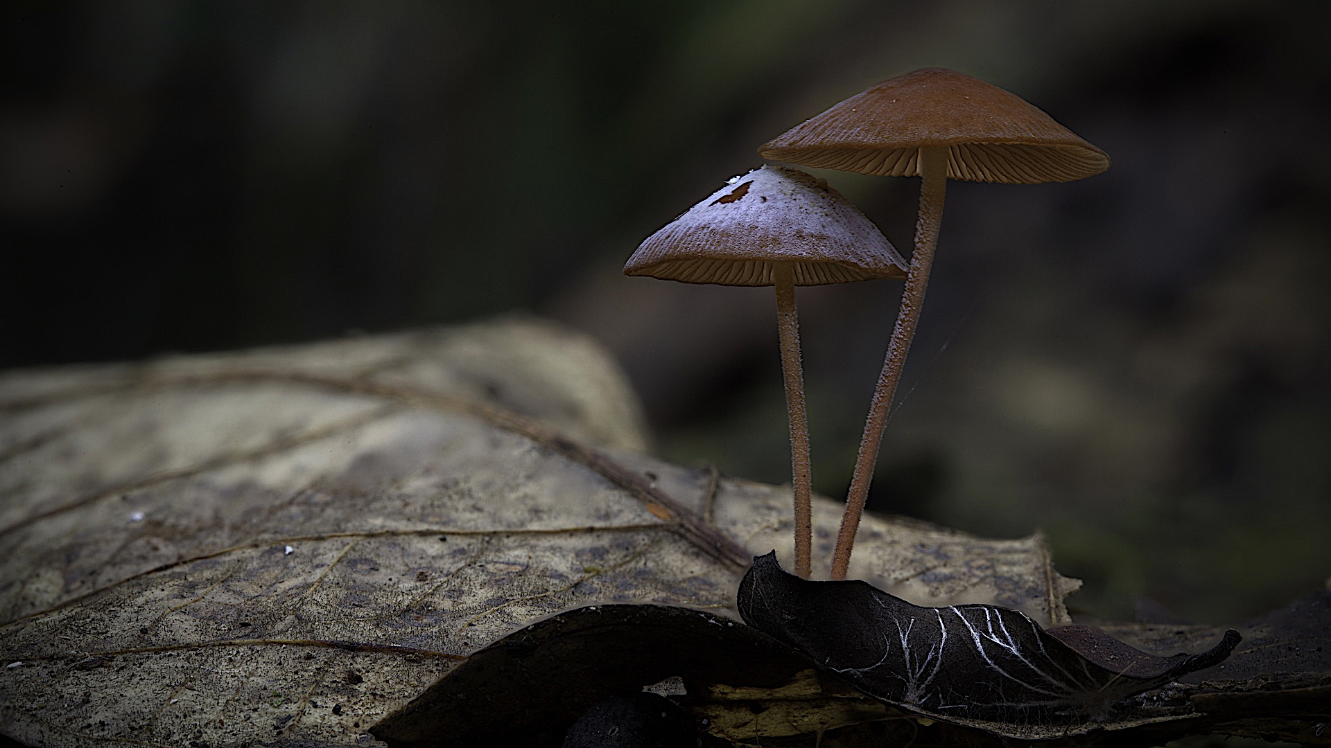 真菌如何造就世界剧照的剧照