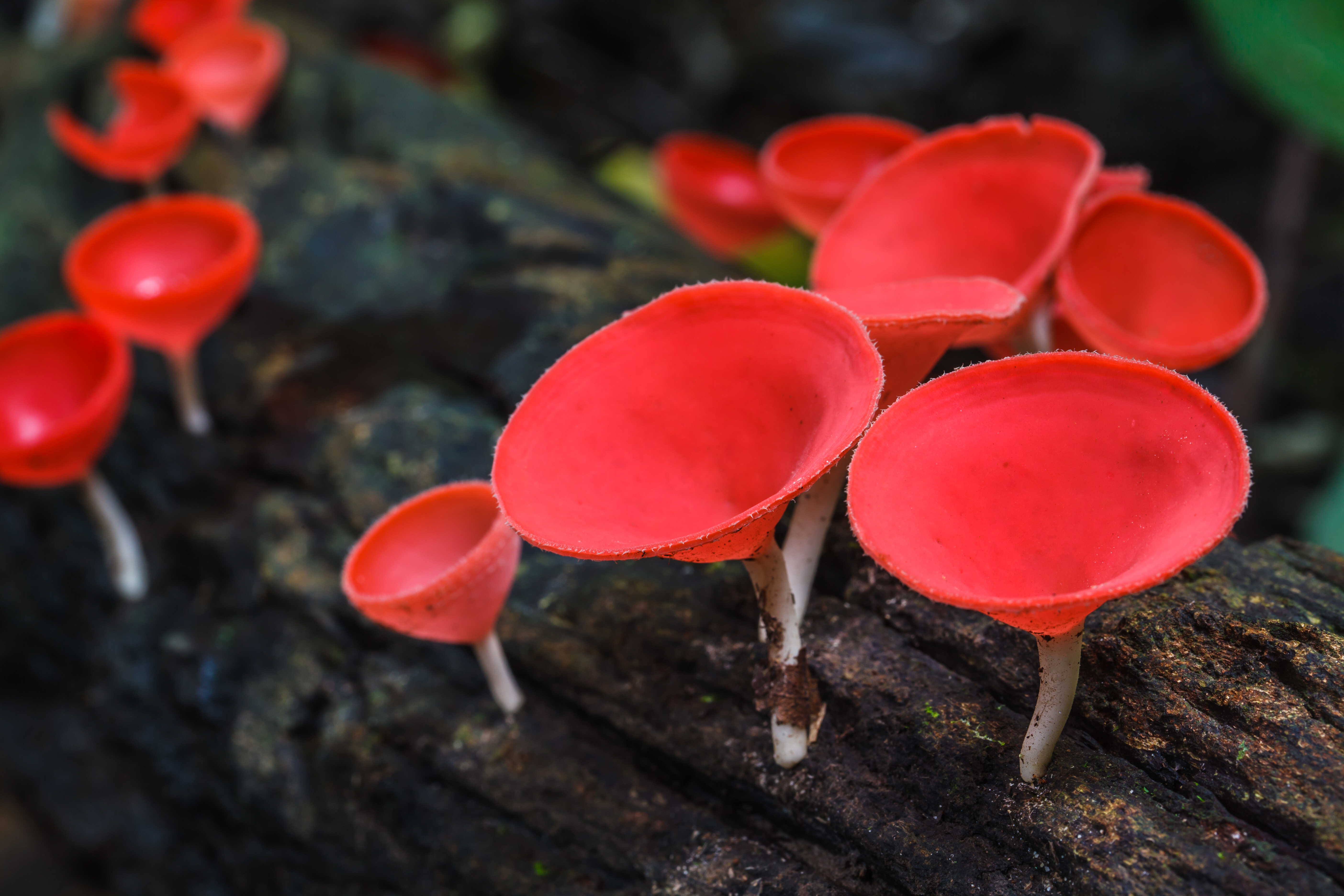 真菌如何造就世界剧照的剧照