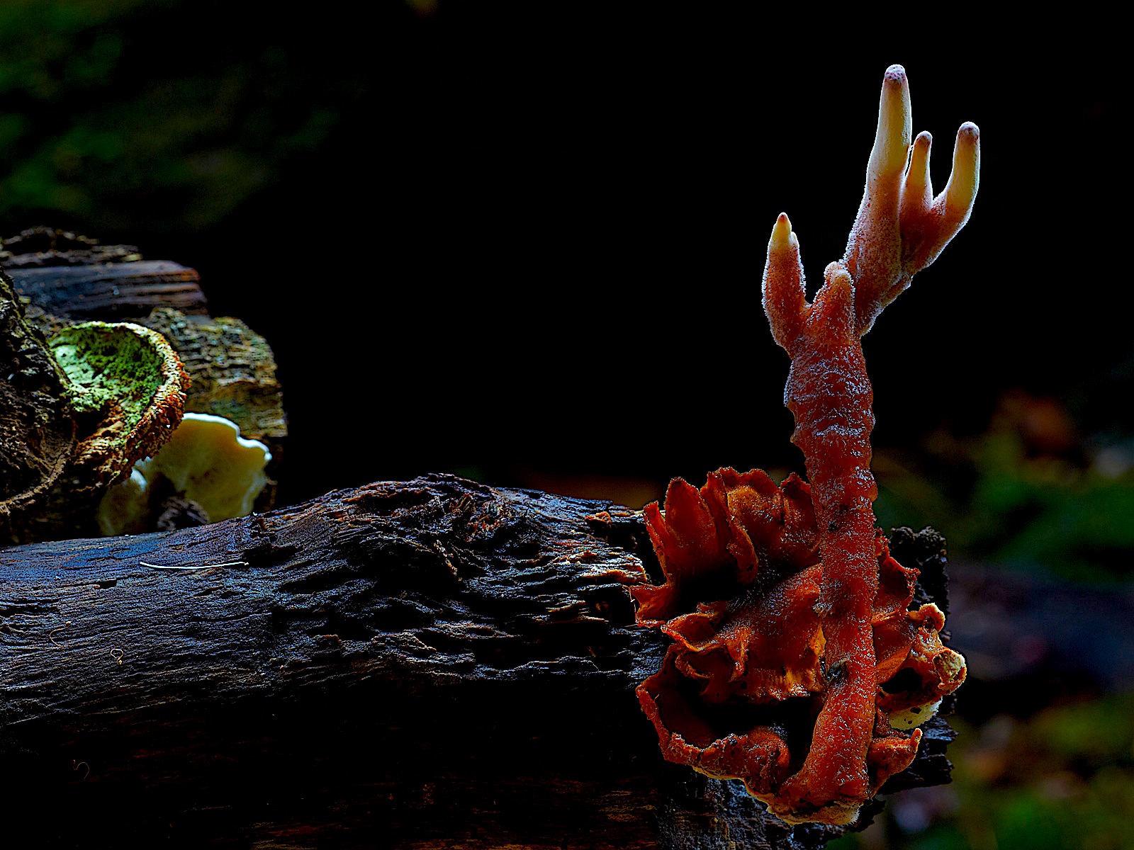 真菌如何造就世界剧照的剧照