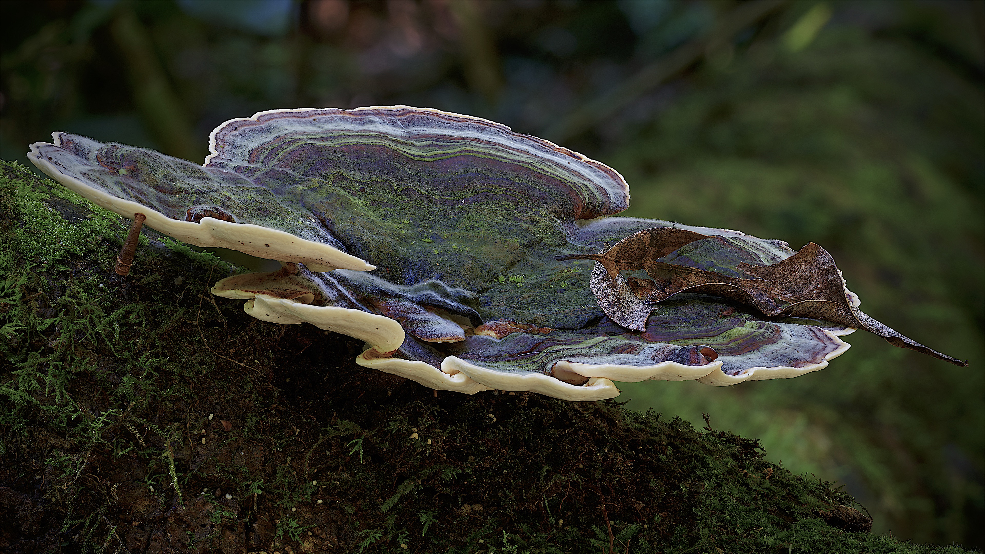 真菌如何造就世界剧照的剧照