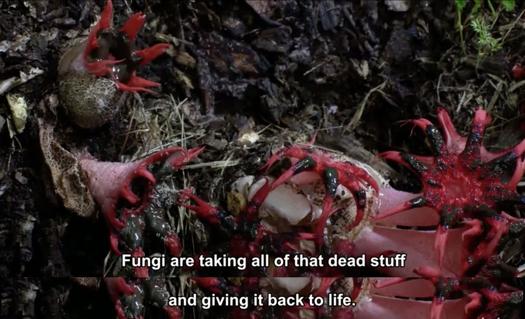 真菌如何造就世界剧照的剧照