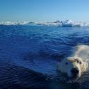 雪地求生：熊孩子的奇幻之旅剧照