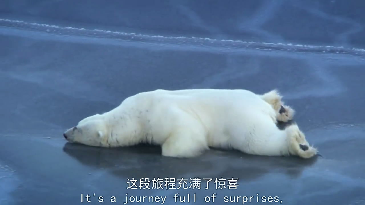 雪地求生：熊孩子的奇幻之旅剧照的剧照