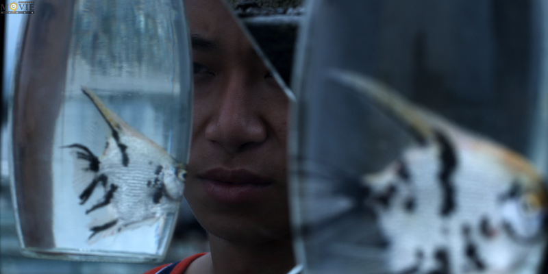 我是一条鱼剧照的剧照