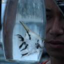 我是一条鱼剧照