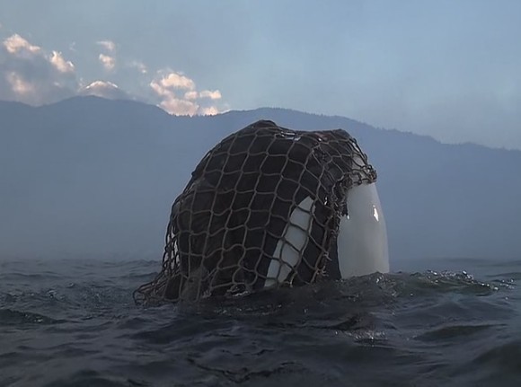 人鱼的童话3剧照的剧照