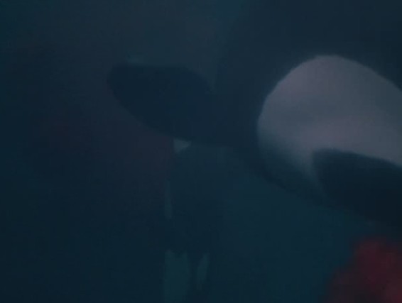 人鱼的童话3剧照的剧照