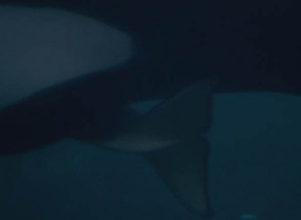 人鱼的童话3剧照的剧照