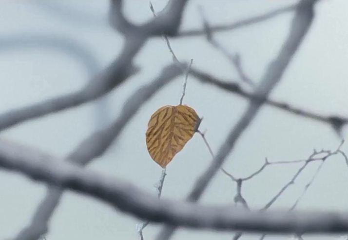 剪不断的爱剧照的剧照