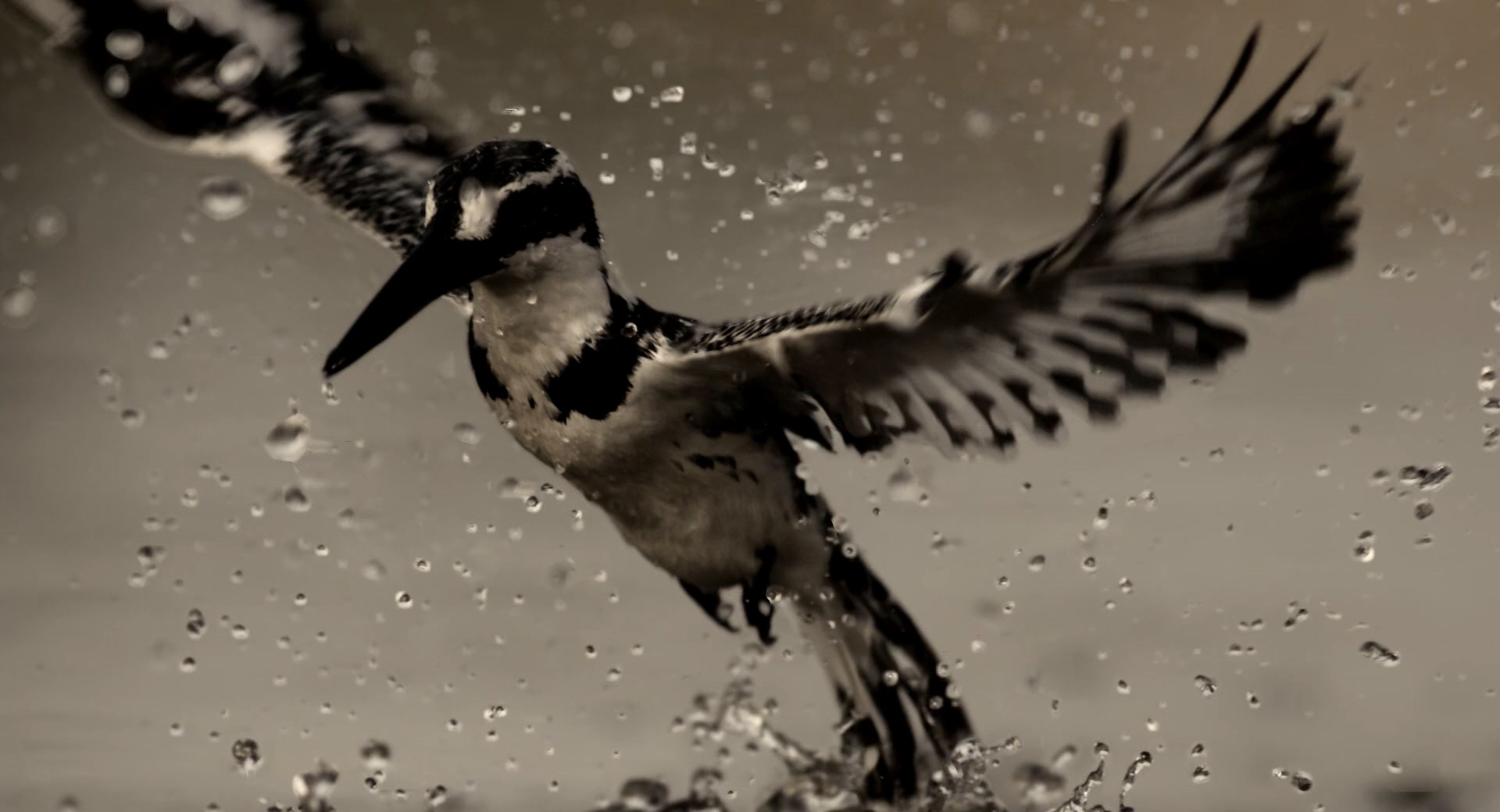 魔法王国剧照的剧照