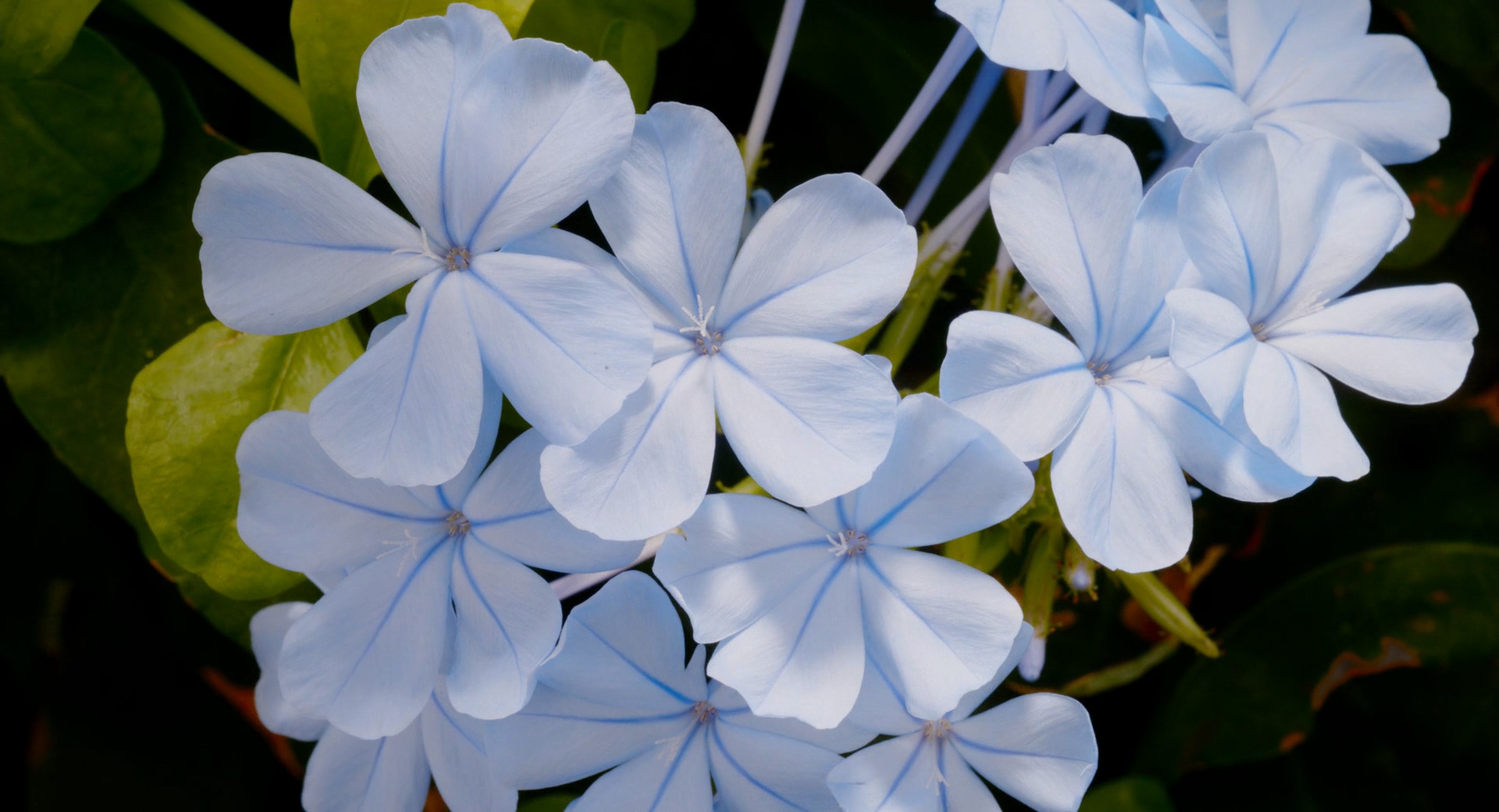 魔法王国剧照的剧照