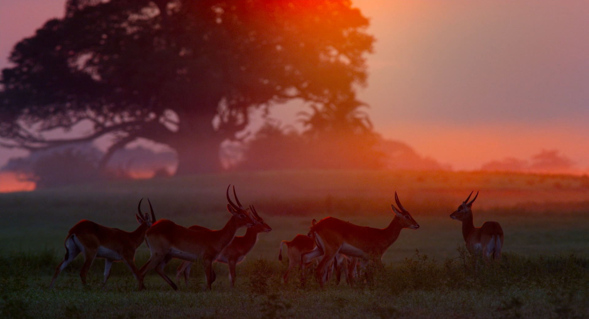 魔法王国剧照的剧照