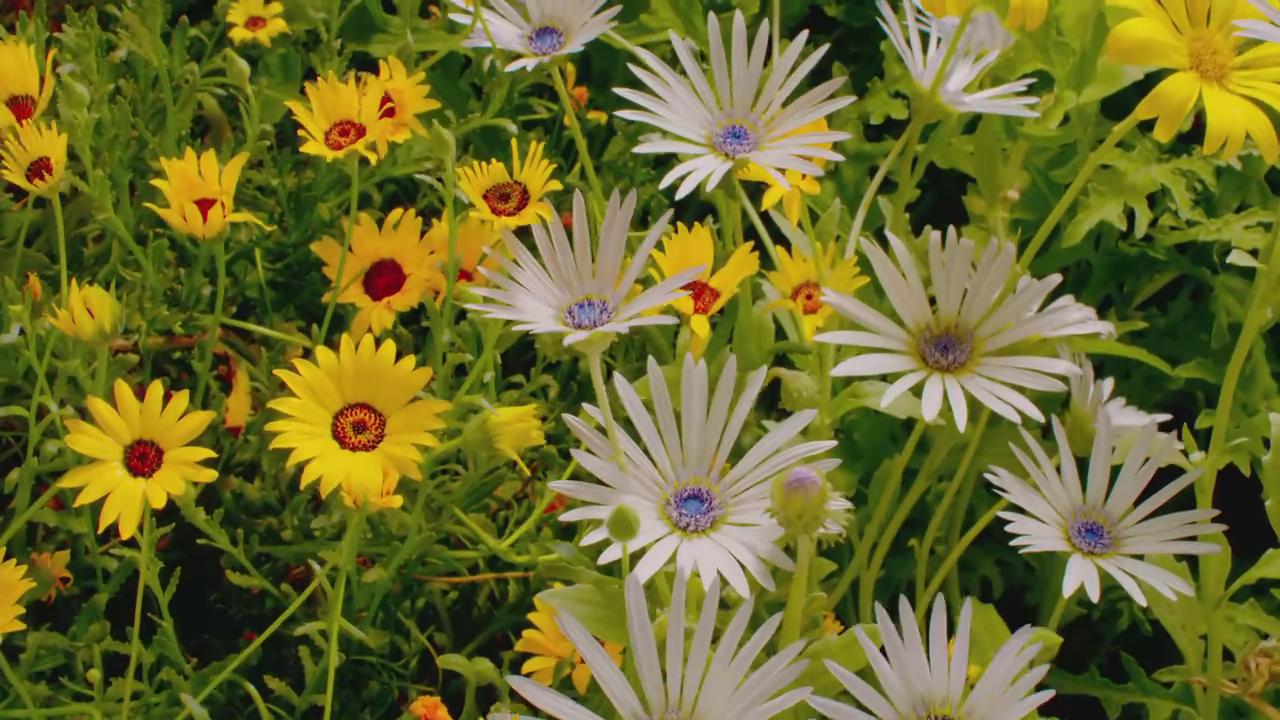 魔法王国剧照的剧照