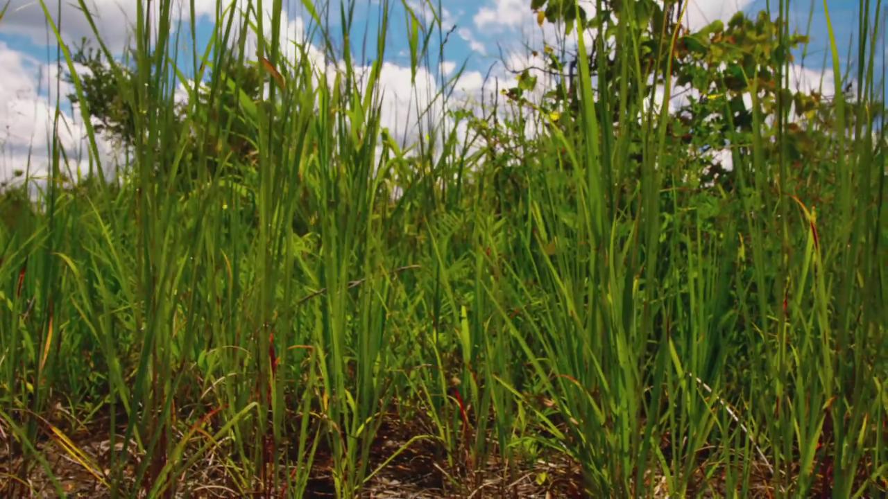 魔法王国剧照的剧照