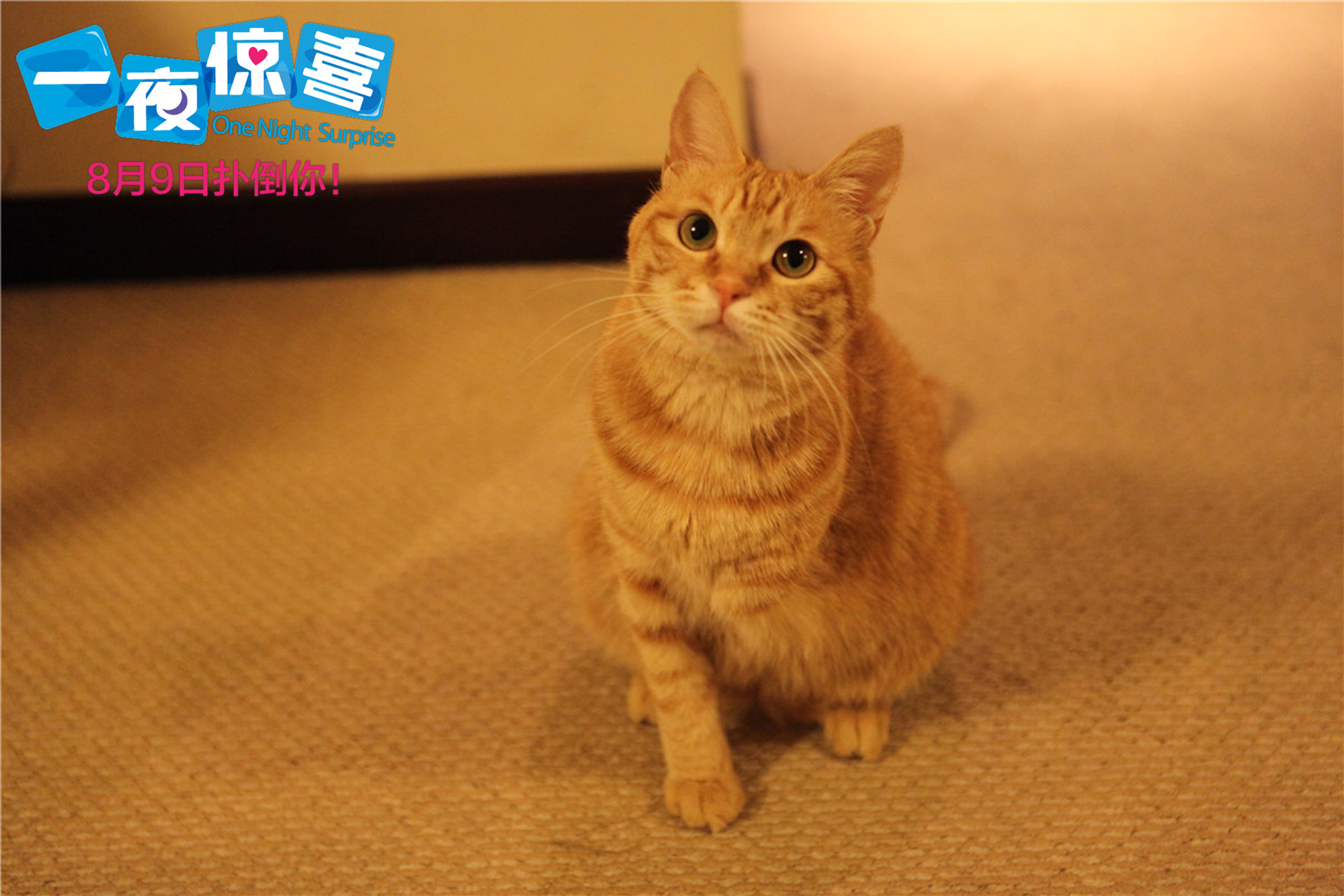 一夜惊喜剧照的剧照