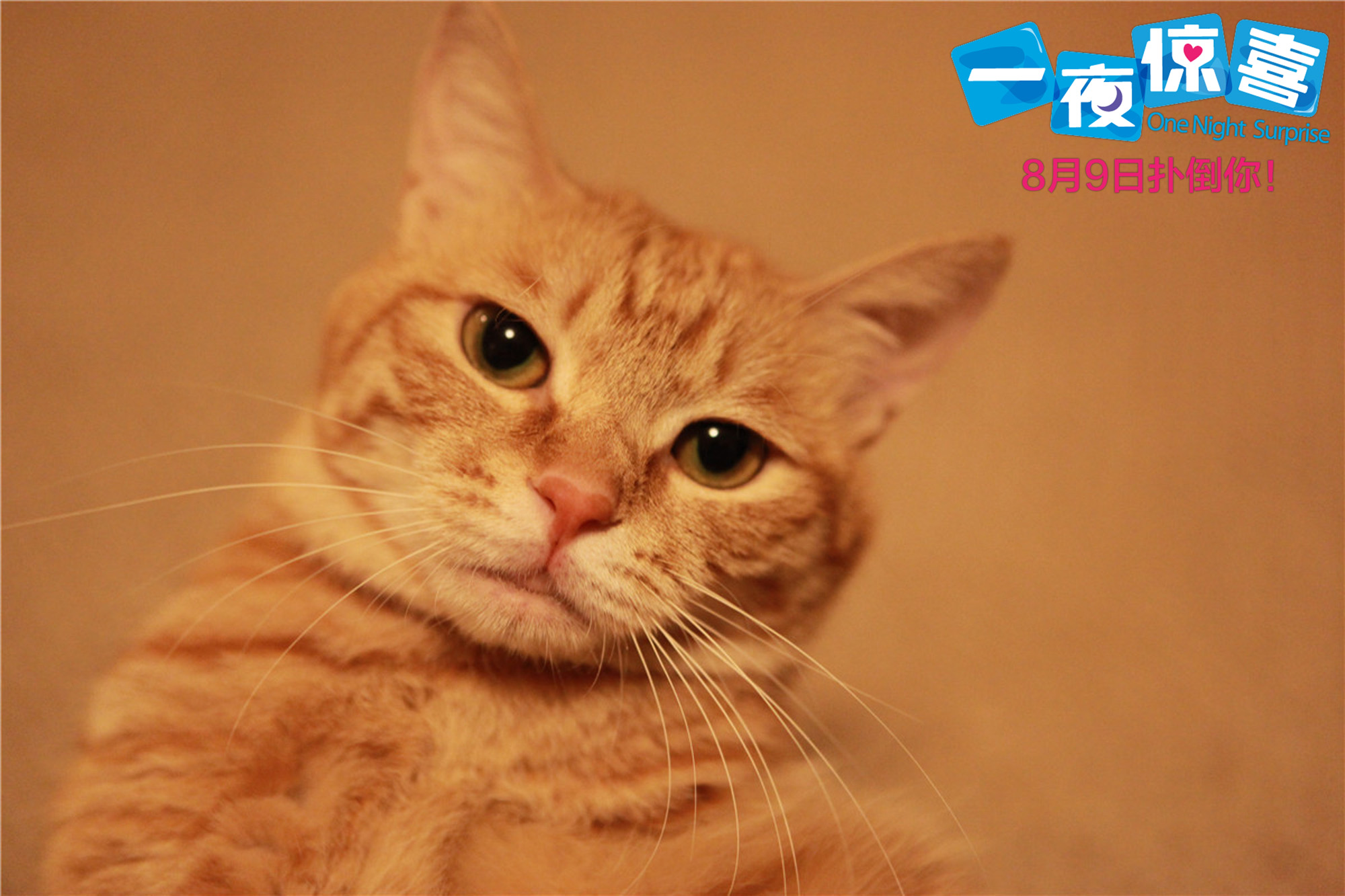 一夜惊喜剧照的剧照