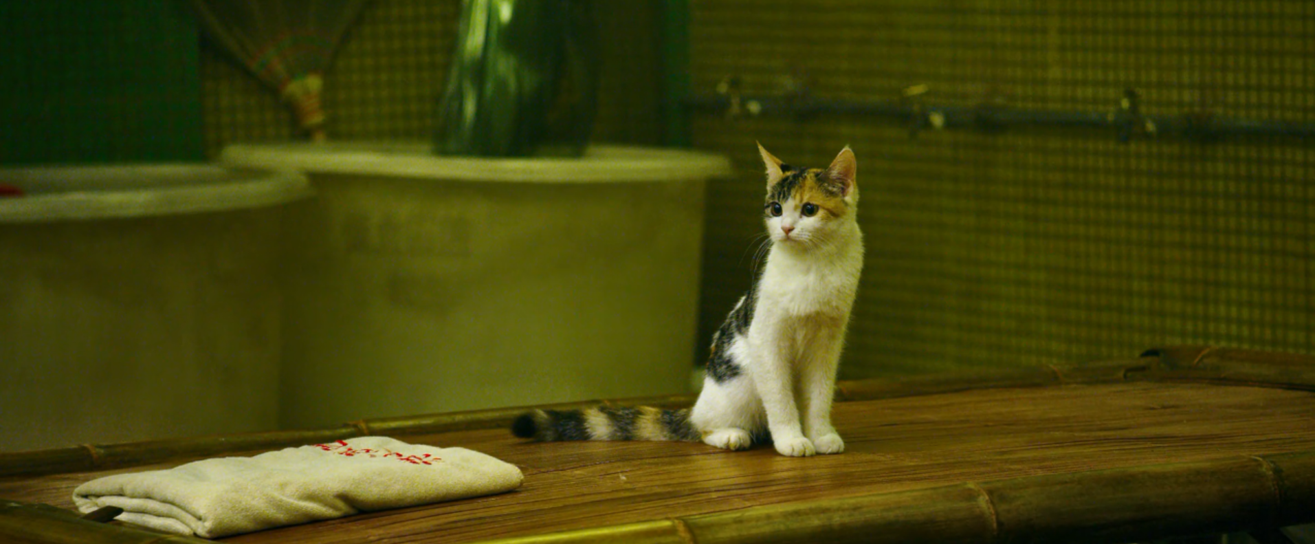 限期破案剧照的剧照