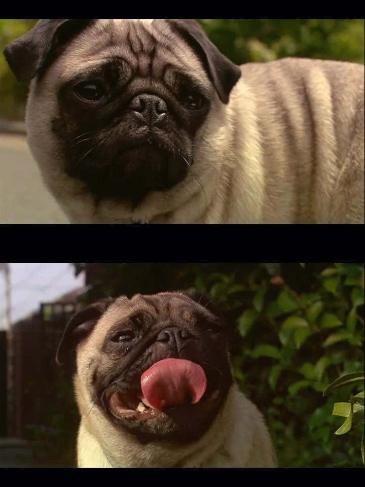 狗狗心事剧照的剧照