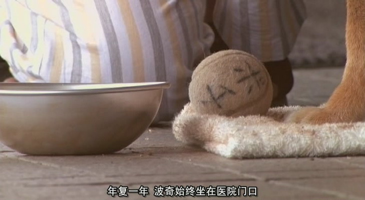 狗狗心事剧照的剧照