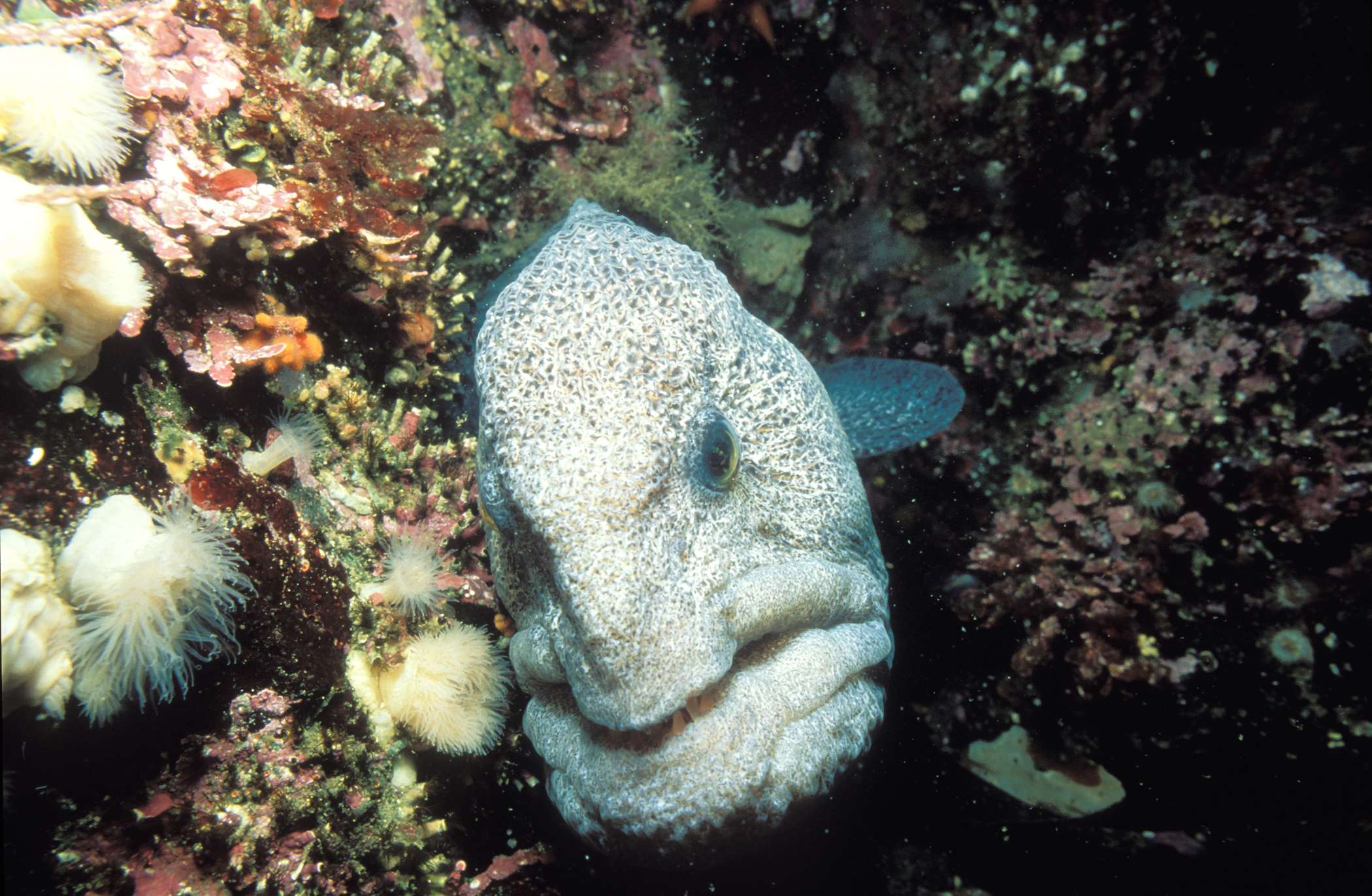 深海猎奇剧照的剧照