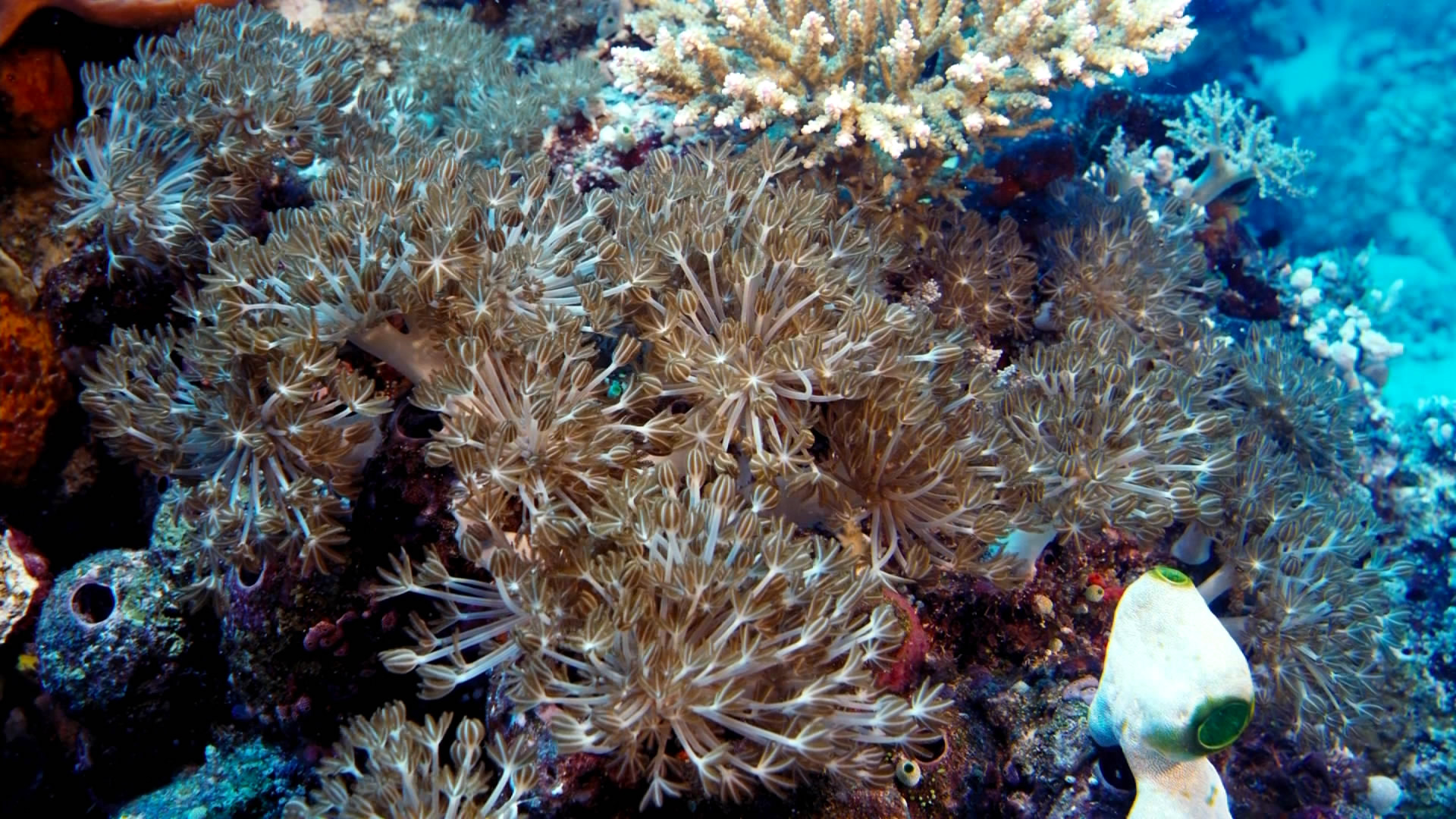 深海猎奇剧照的剧照