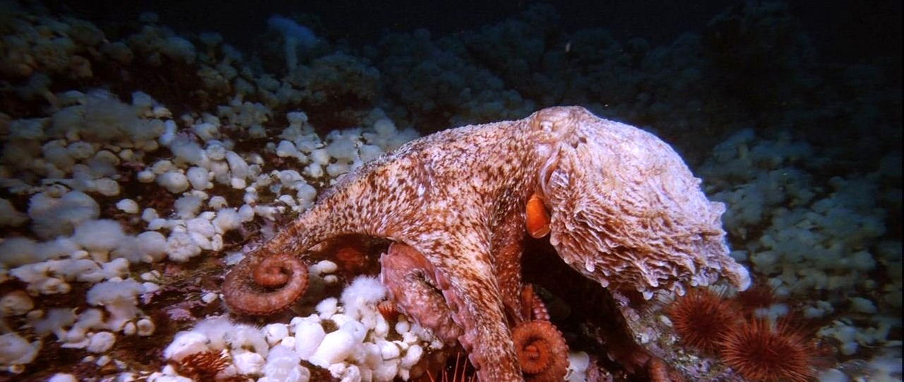 深海猎奇剧照的剧照