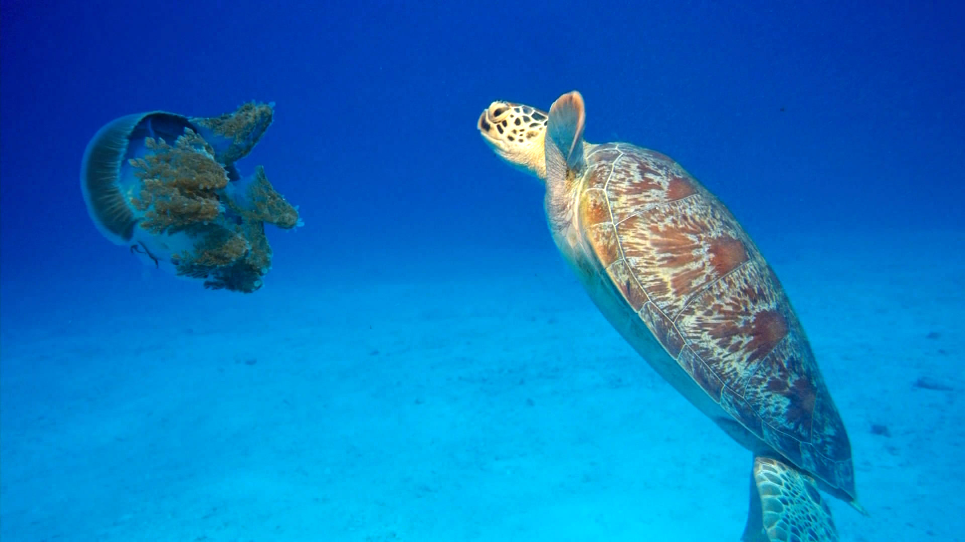 深海猎奇剧照的剧照
