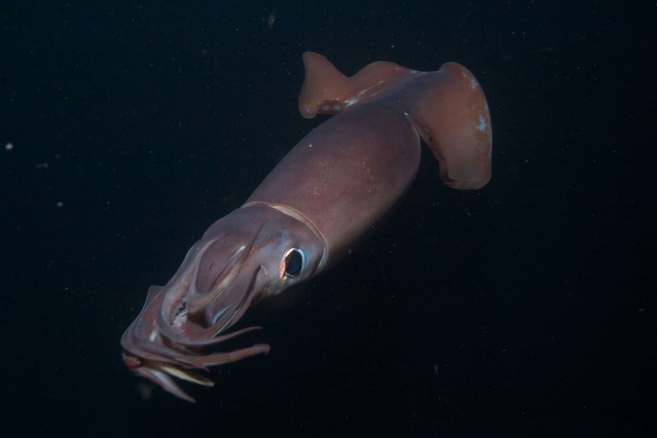 深海猎奇剧照的剧照