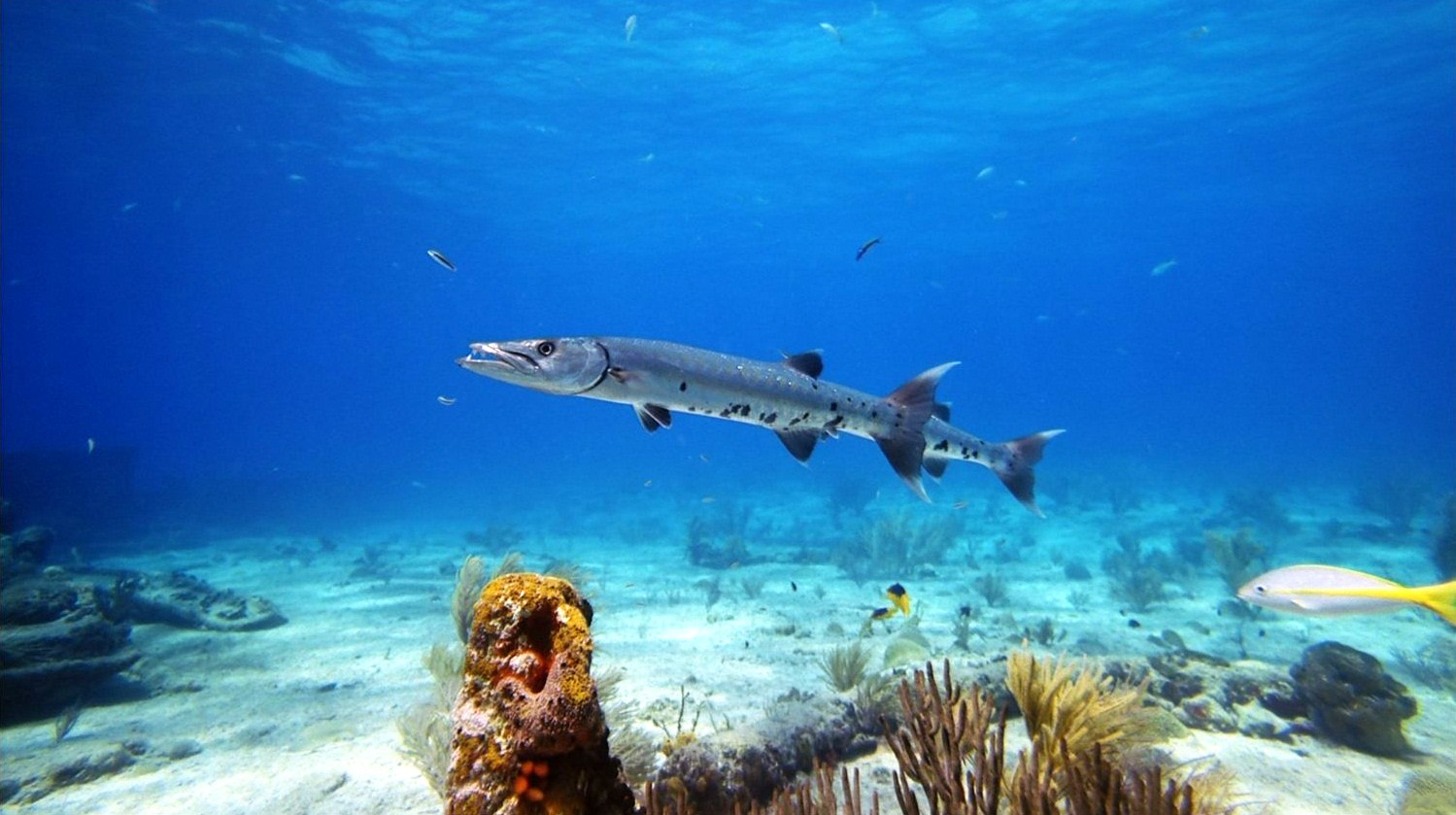 深海猎奇剧照的剧照