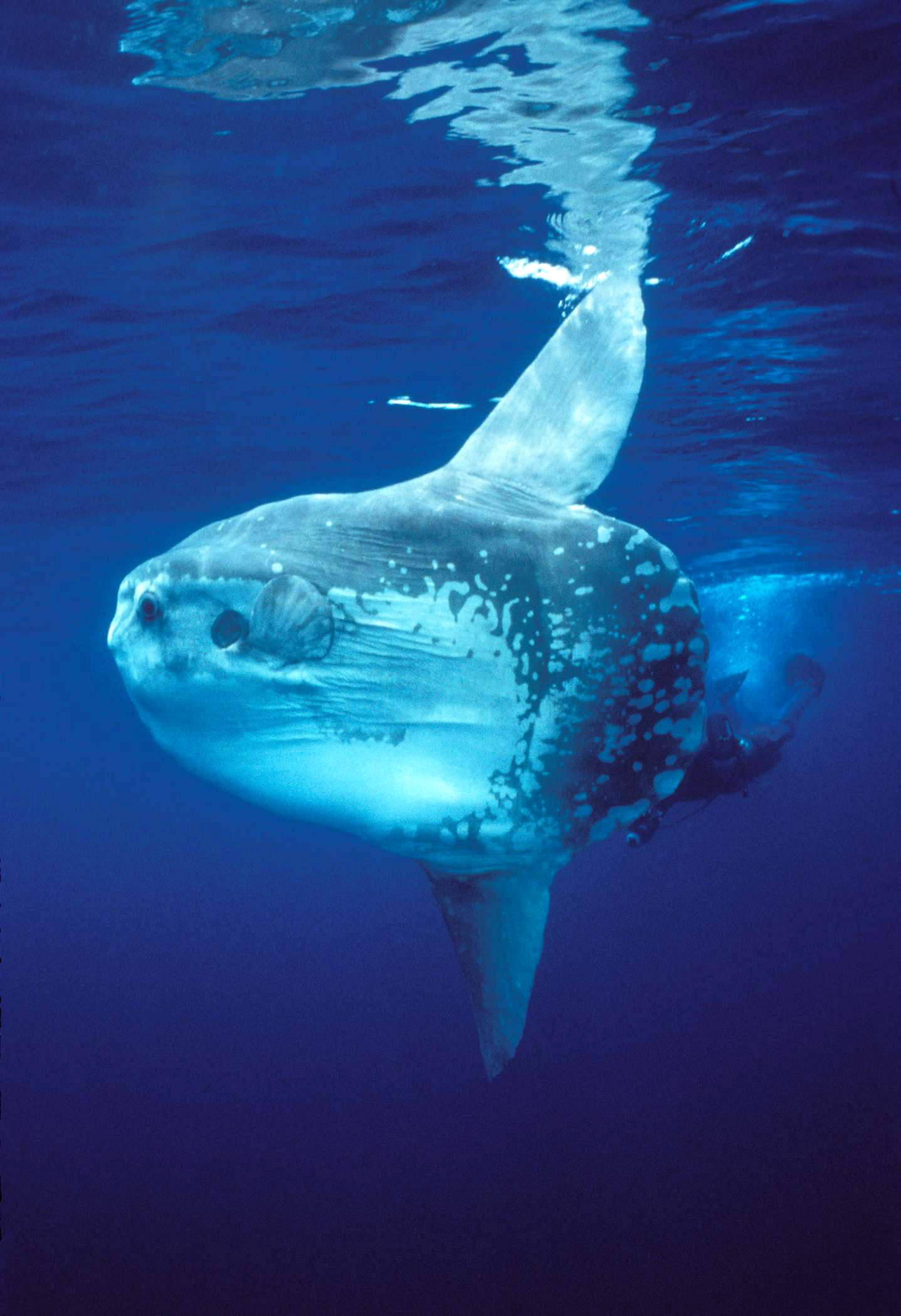 深海猎奇剧照的剧照