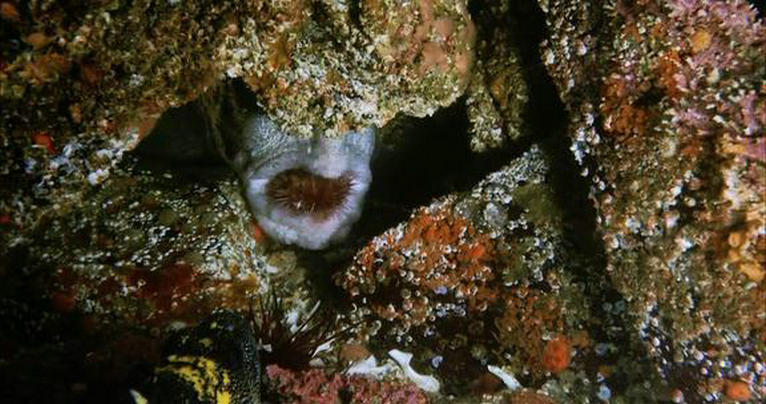 深海猎奇剧照的剧照