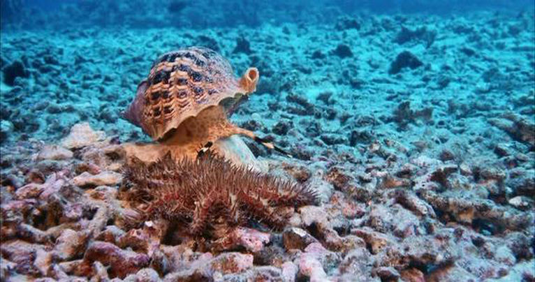 深海猎奇剧照的剧照