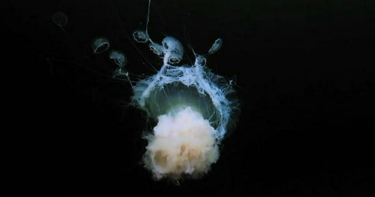 深海猎奇剧照的剧照