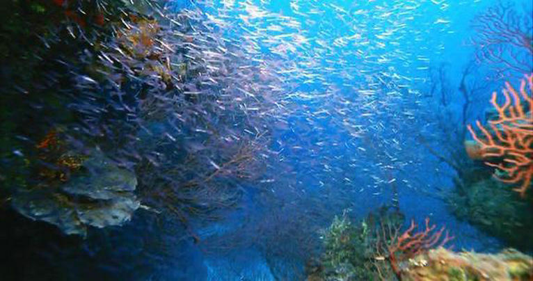 深海猎奇剧照的剧照